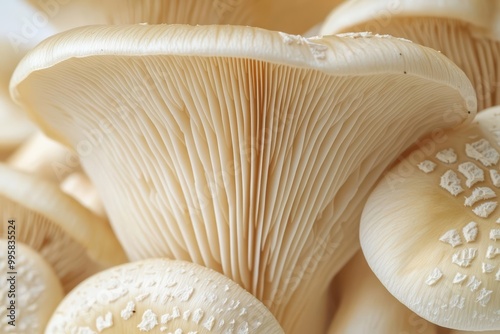 Macro view of fresh oyster mushrooms as background , isolated on white background,  , copy space for text, photo