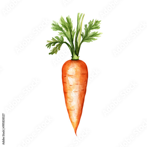 carrot isolated on white