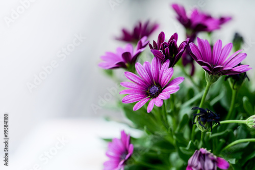 Beautiful closeup of blooming purple African daisy flower bouquet in the garden in soft focus Background photo