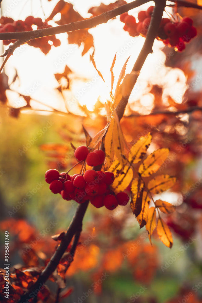 Bunch of red ripe rowanberry in golden lights of sunset. Selective focus. Shallow depth of field.
Bunch of red ripe rowanberry in golden lights of sunset. Selective focus. Shallow depth of field.