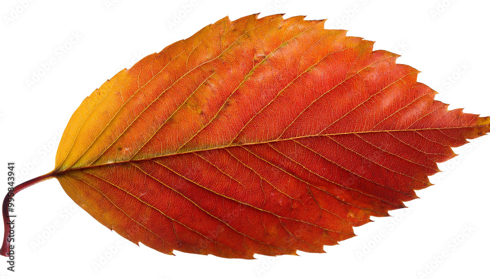 Fototapeta premium 11 / 5.000 autumn leaf, red,orange png