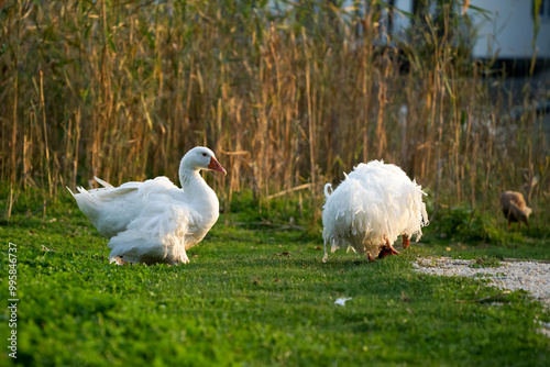 Unusual  decorative domastic birds in the wild photo