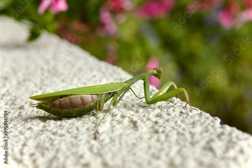 Green praying mantis sitting in garden with pink flowers