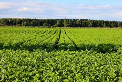 Potatoes growing in a farm field in Scotland, UK