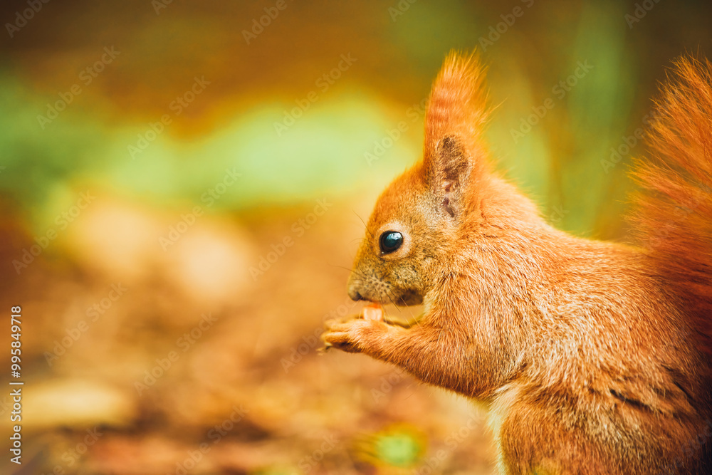 Cute red squirrel in woods. Standing among green foliage. Late afternoon sunlight. Cute red squirrel in woods. Standing among green foliage. Late afternoon sunlight.