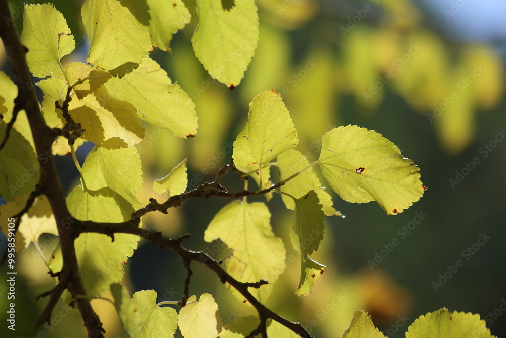 autumn leaves on the tree. Yellow mulberry leaves. autumn leaves on the tree. Yellow mulberry leaves.