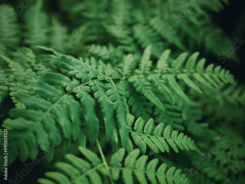 シダ植物の葉 photo