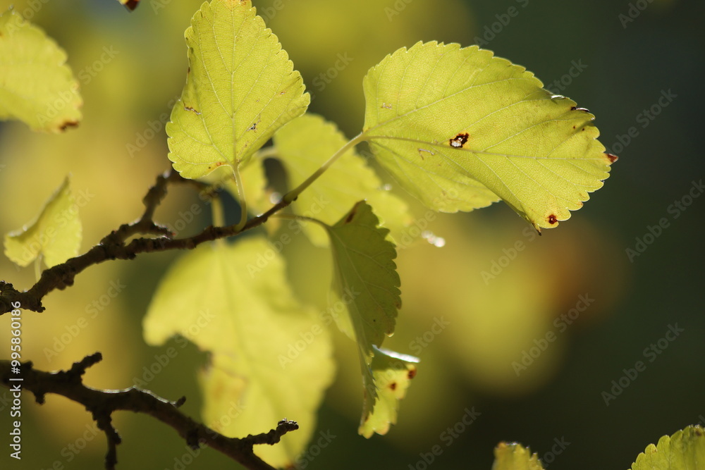 Fototapeta premium autumn leaves on the tree. Yellow mulberry leaves. 
