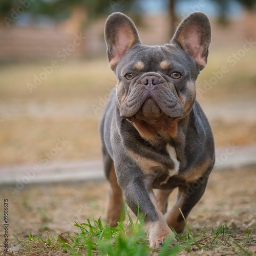 French Bulldog. Close-up, animal running