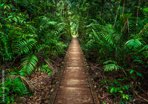 Fototapeta Naklejka Na Ścianę i Meble -  path in the forest