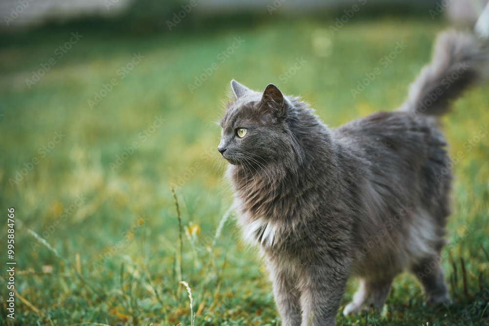 Domestic Gray cat in green field Domestic Gray cat in green field