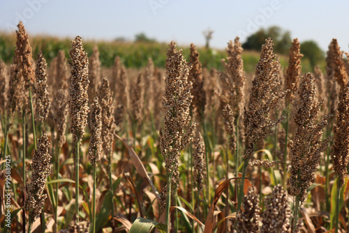 Dry brown Sorghum or millet plants in the field ready to harvest against blue sky. Sorghum agricultural cultivation in northern  photo