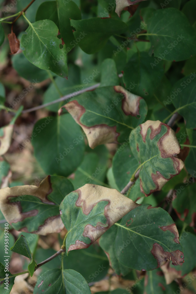 Green leaves of Lilac bush with sunburnt caused by heat of the sun. Syringa vulgaris on summer Green leaves of Lilac bush with sunburnt caused by heat of the sun. Syringa vulgaris on summer