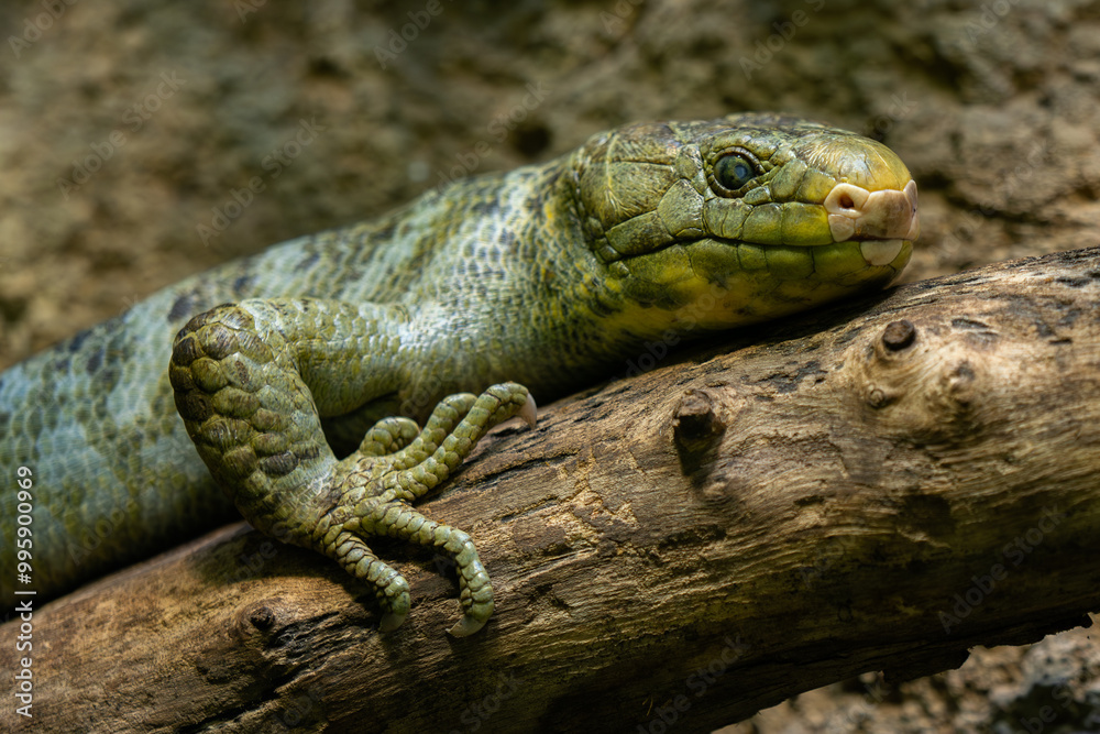 Fototapeta premium Solomon Island Skink - Corucia zebrata, portrait of unique large lizard from forests of Solomon Islands of Papua New Guinea.