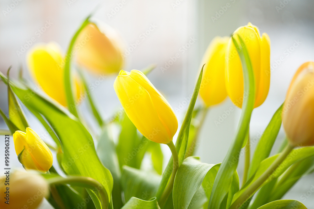 Naklejka premium Bright yellow tulips on white background