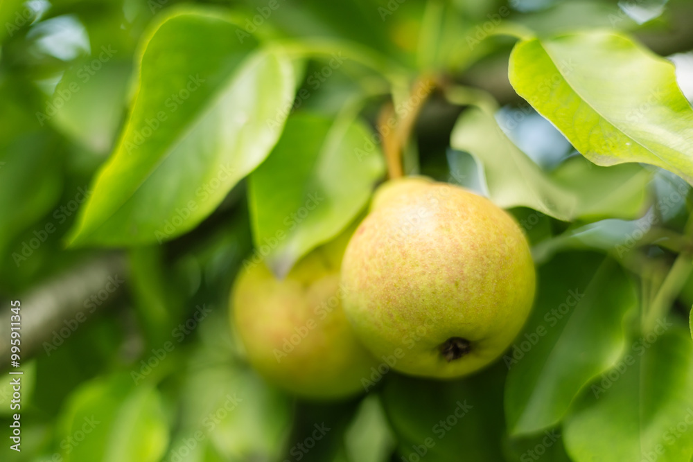 Ripe big pears on a tree in the garden in sunny weather Ripe big pears on a tree in the garden in sunny weather