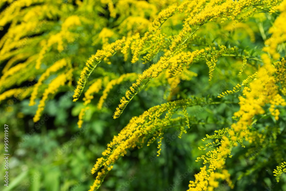 Canadian goldenrod. Solidago canadensis or brendiae is an ornamental perennial herb Canadian goldenrod. Solidago canadensis or brendiae is an ornamental perennial herb