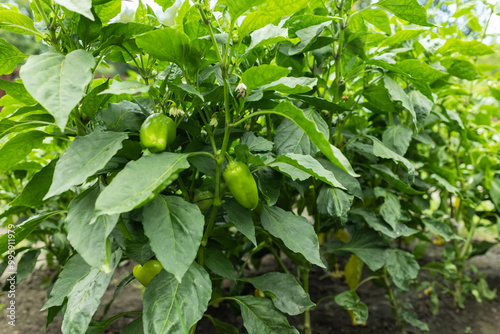 Chili pepper plantation with plastic film placed over the ground, yellow chilli pepper plant in a farmer's field