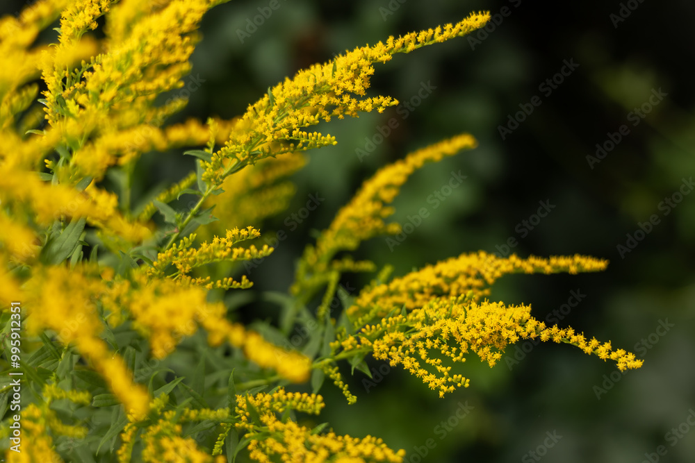Yellow Solidago gigantea, also known as tall goldenrod and giant goldenrod, in flower Yellow Solidago gigantea, also known as tall goldenrod and giant goldenrod, in flower