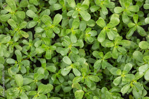 Purslane plants: Portulaca oleracea common purslane, verdolaga, red root