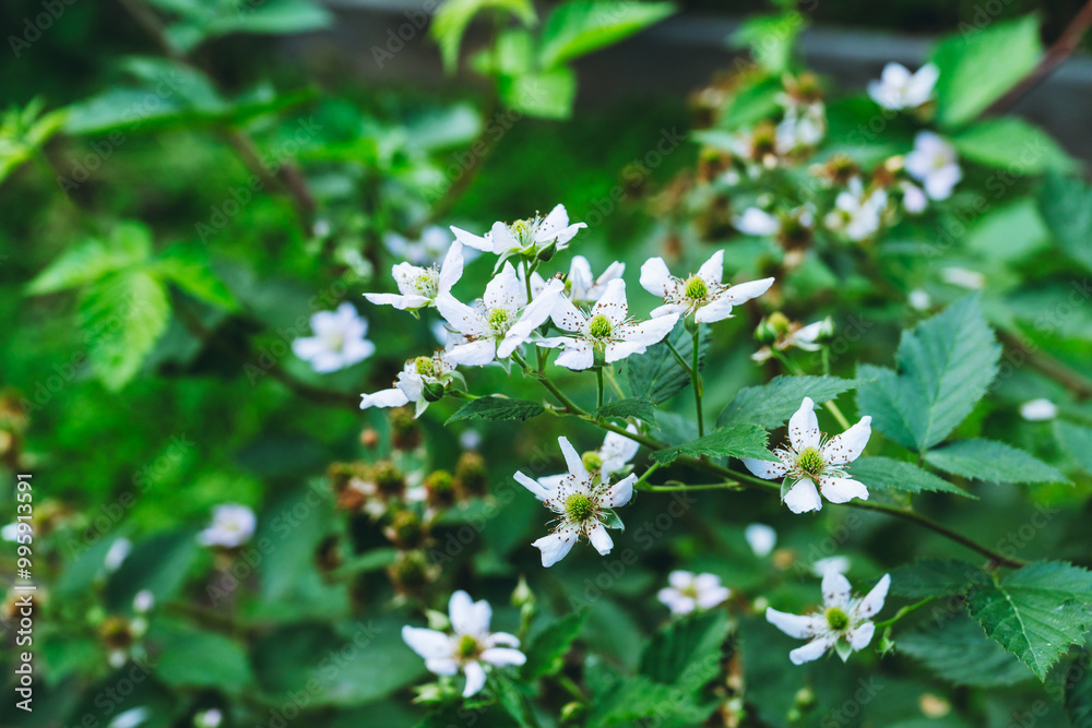 Blooming blackberry plant in the garden. Selective focus. Blooming blackberry plant in the garden. Selective focus.