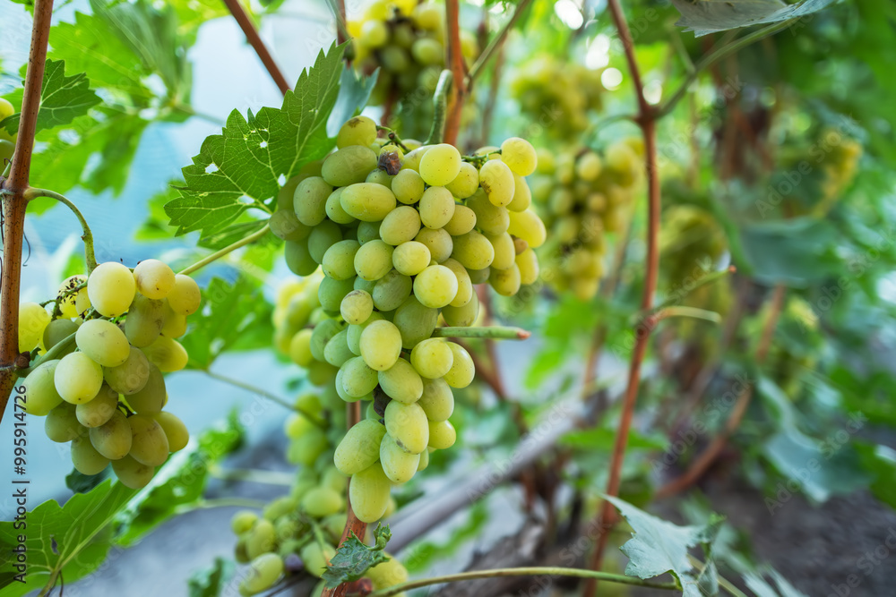 beautiful bunch of ripe blue grapes hanging on vineyard. ripe grapes ready for harvest at a vineyard. beautiful bunch of ripe blue grapes hanging on vineyard. ripe grapes ready for harvest at a vineyard.