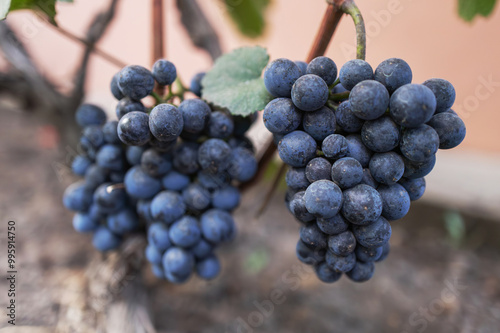 beautiful bunch of ripe blue grapes hanging on vineyard. ripe grapes ready for harvest at a vineyard.