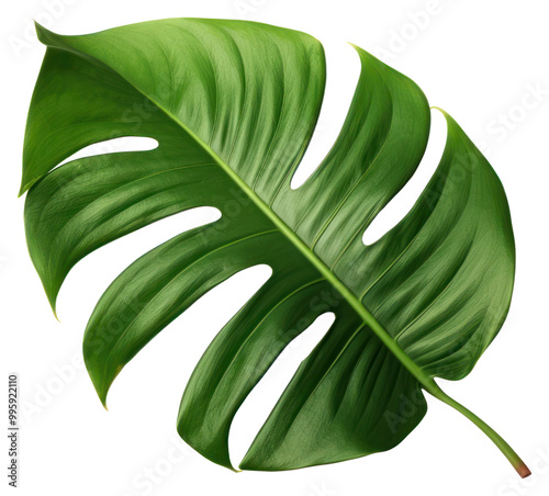 PNG  Tropical leave plant leaf white background. photo