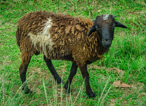 a large white/black sheep raised on farms for its wool and meat