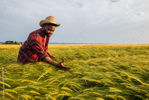 Young farmer is examining crops in his growing wheat field. 