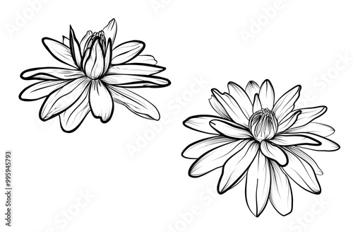 set hand drawing of lotus flowers vector illustration