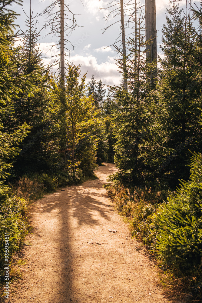 Fototapeta premium Schmale Pfade mit dichten Nadelwald. Oderteich Harz