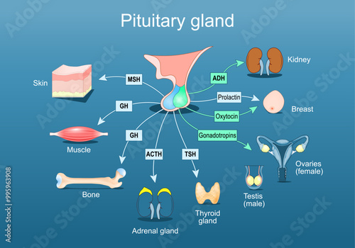 Pituitary gland hormones. Hypophysis