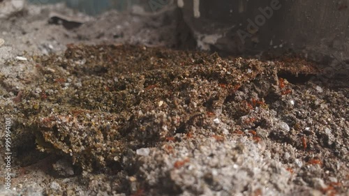 Wallpaper Mural A macro shot of rough soil texture with visible granular particles and red ants crawling over the earthy surface. The scene captures the rugged, natural details and the dynamic movement of the ants. Torontodigital.ca
