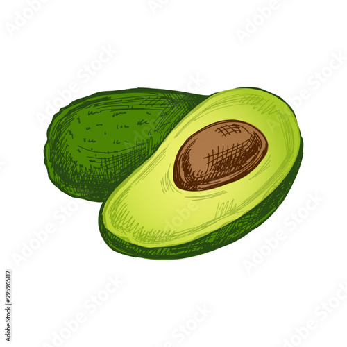 Hand-drawn avocados sketch. Vintage drawing of ripe avocado and avocado half. Vector black ink outline food sketch illustration. Mexican food, cuisine. An illustration for the menu. Latin America.