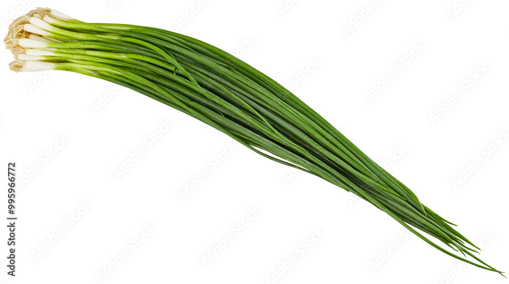 Bunch of green onion isolated on a transparent background. Completely in focus. Bunch of green onion isolated on a transparent background. Completely in focus.