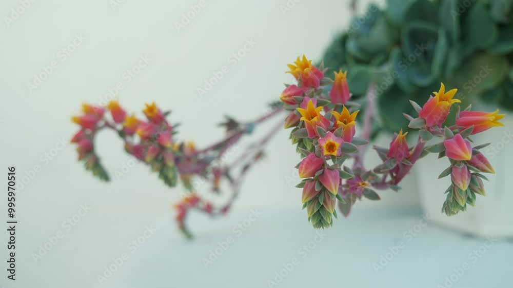Delicate flora, soft focus white background, serene. Delicate flora, soft focus white background, serene.