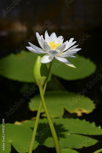 スイレンの花