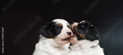 Wallpaper Mural Two puppies bite each other. Torontodigital.ca