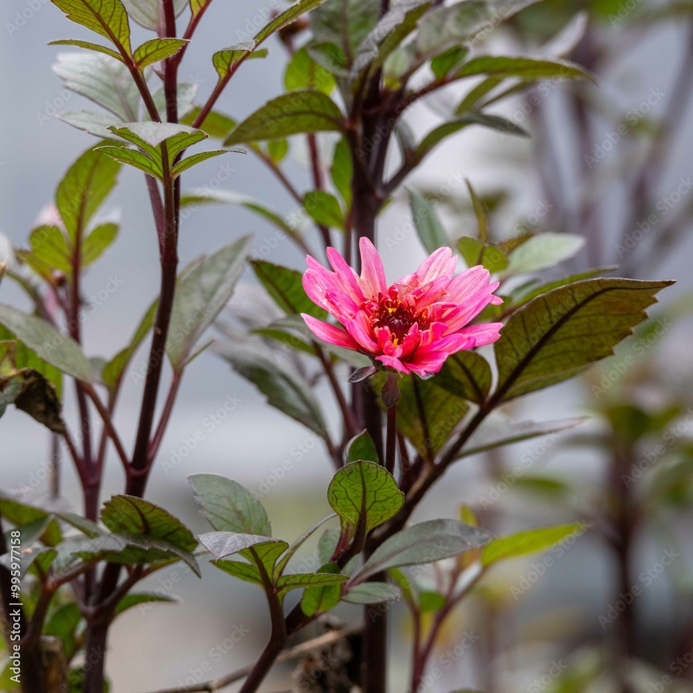 Obraz premium 秋の雨の日