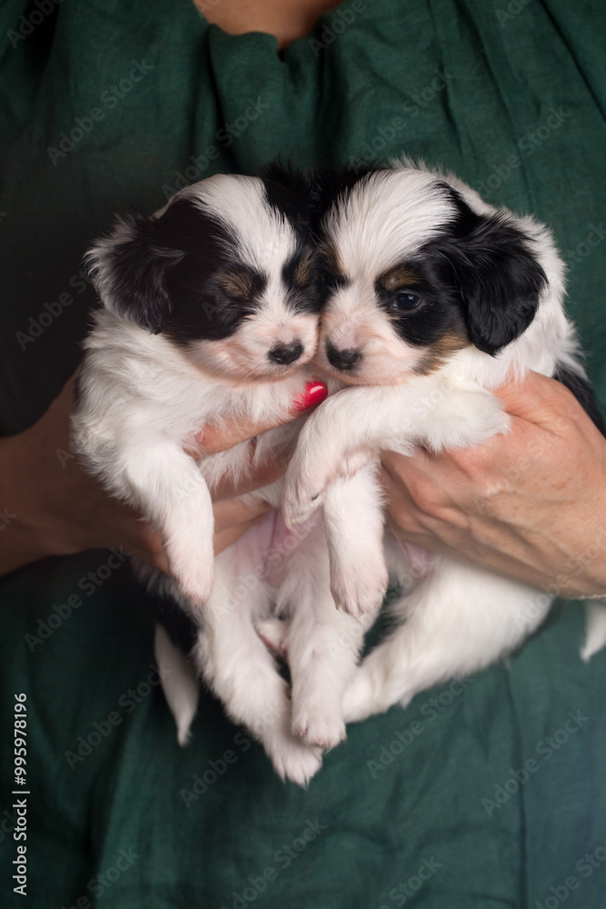 Two puppies are being held by a person Two puppies are being held by a person
