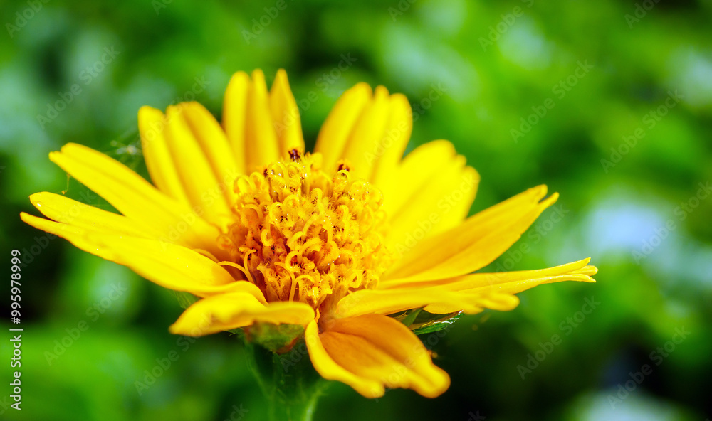 Pretty yellow creeping daisy flower, close-up of pollen yellow creeping daisy flower, yellow creeping daisy flowers growing in spring Pretty yellow creeping daisy flower, close-up of pollen yellow creeping daisy flower, yellow creeping daisy flowers growing in spring