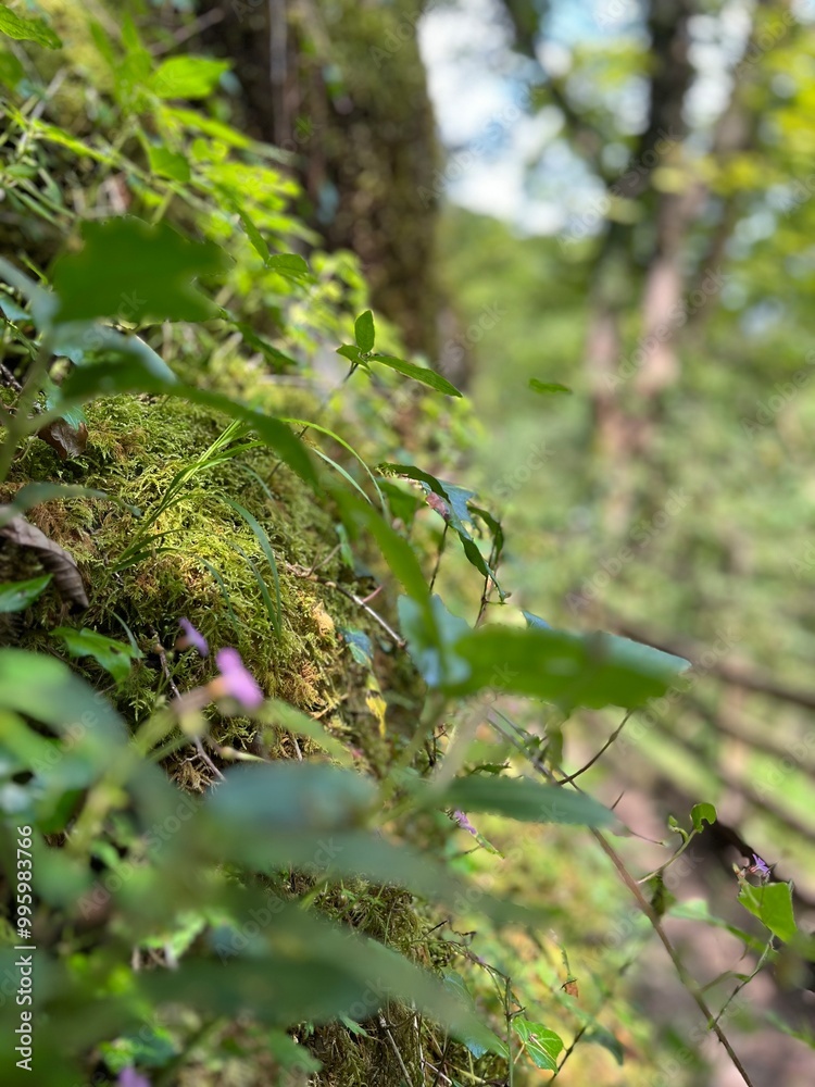 Close-up of moss and greenery growing on a shaded rock wall, with blurred forest details in the background. Close-up of moss and greenery growing on a shaded rock wall, with blurred forest details in the background.