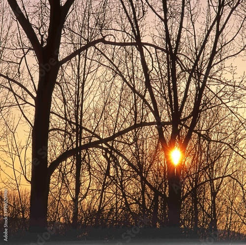 Wintersonne hinter Bäumen