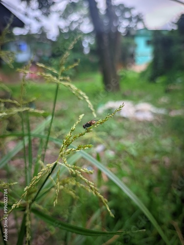 dragonfly on the grass