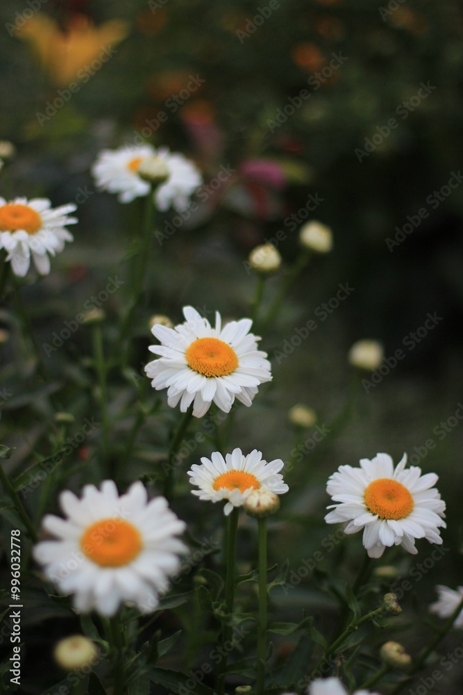 Obraz premium daisies in a garden