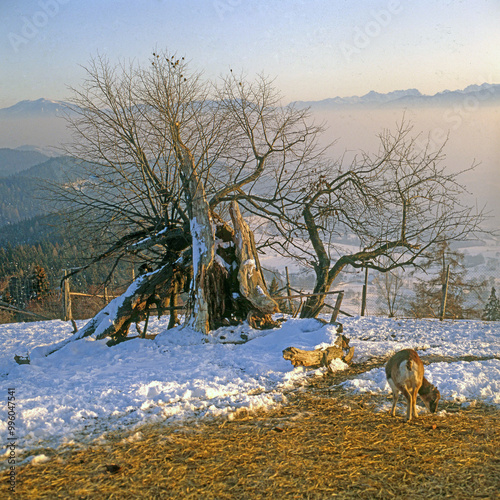Winter in den Bergen
