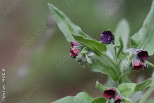 purple and pink flowers photo