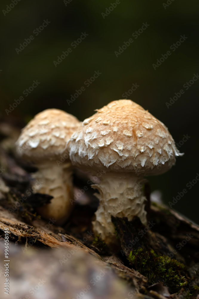Mushroom. Beautiful cute mushrooms of the forests. Hemipholiota populnea. Poplar mushroom. Nature background. Mushroom. Beautiful cute mushrooms of the forests. Hemipholiota populnea. Poplar mushroom. Nature background.