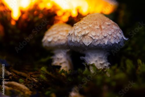 Mushroom. Beautiful cute mushrooms of the forests. Hemipholiota populnea. Poplar mushroom. Nature background.  photo